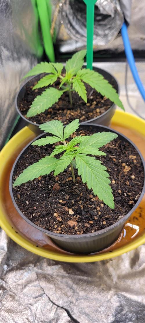 LEXX: Into the Dark Zone. Week 2