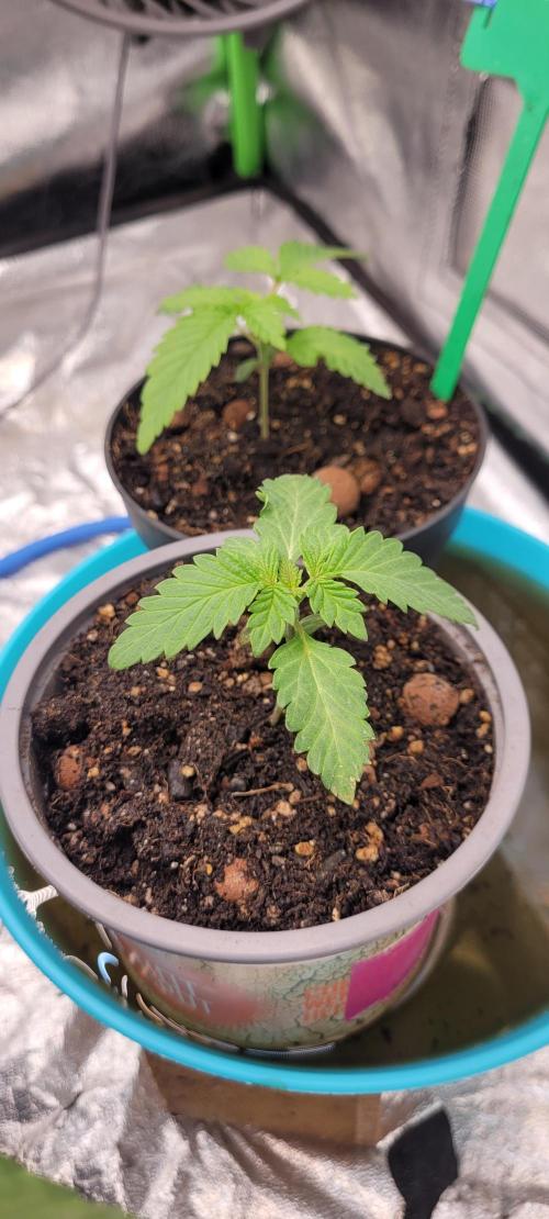 LEXX: Into the Dark Zone. Week 2