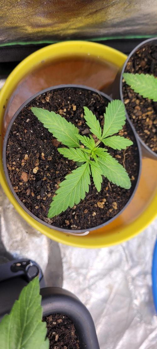 LEXX: Into the Dark Zone. Week 2