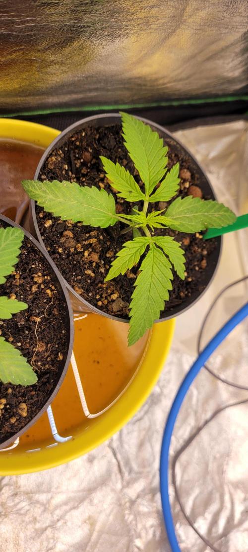 LEXX: Into the Dark Zone. Week 2