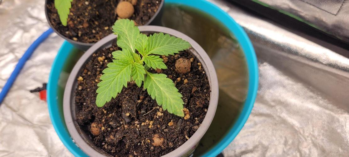 LEXX: Into the Dark Zone. Week 2