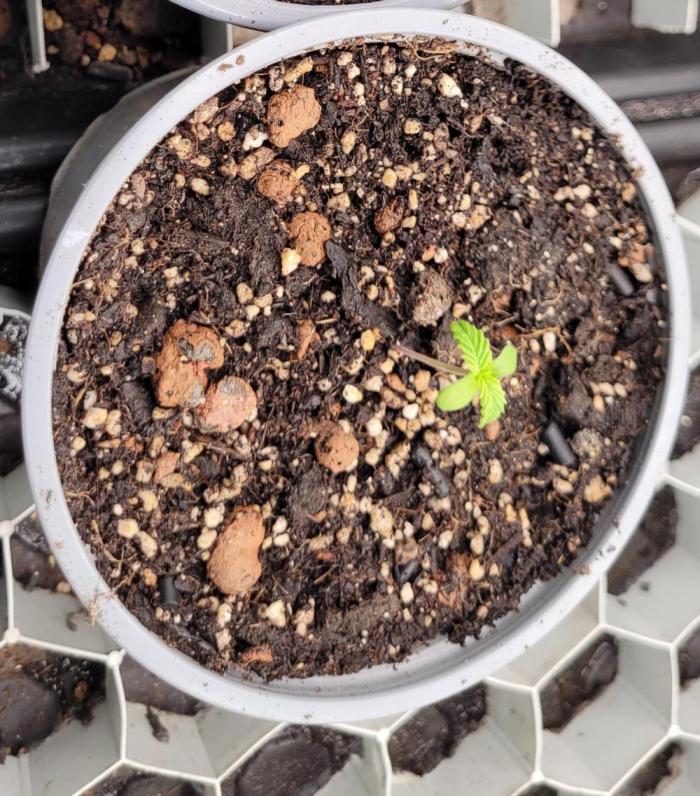 Rhea - Demon In Your Dreams. Week 1