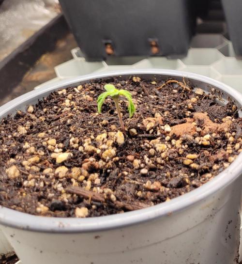 Hachibi visits Midorihagakure. Week 1