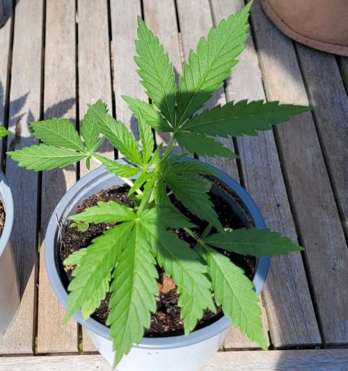 Rhea - Demon In Your Dreams. Week 4