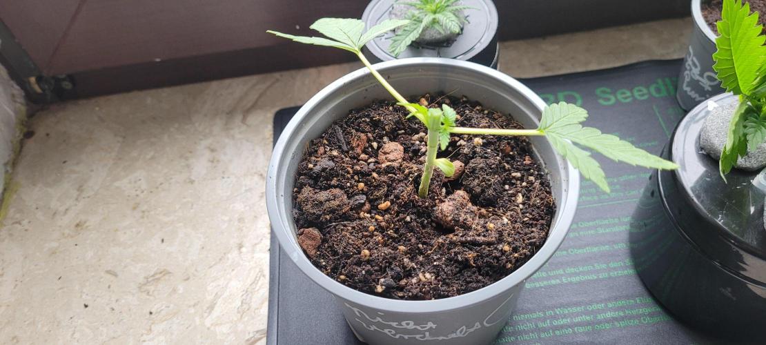 Rhea - Demon In Your Dreams. Week 4