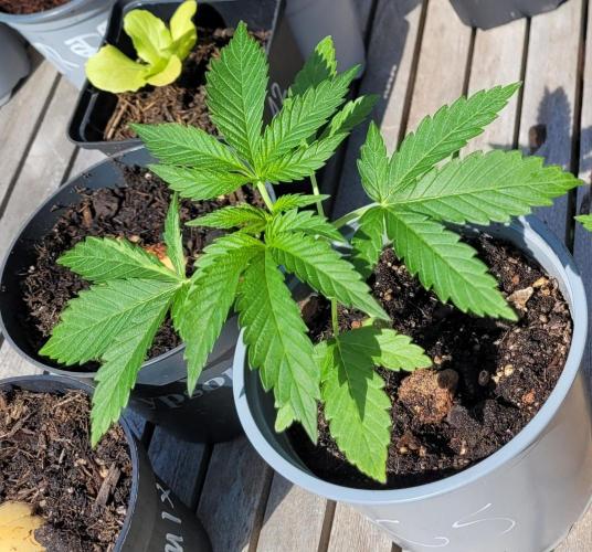 Hachibi visits Midorihagakure. Week 4