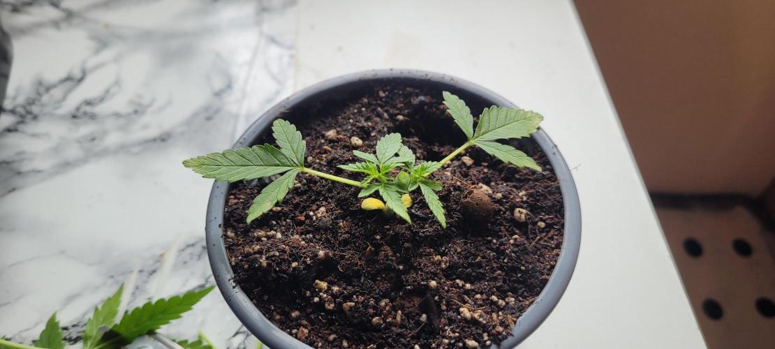 Hachibi visits Midorihagakure. Week 4