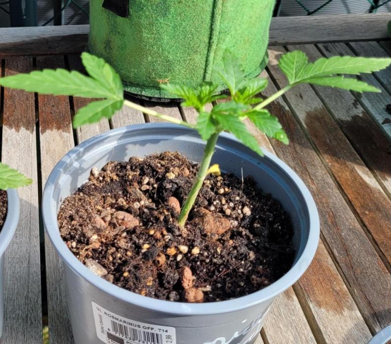 Rhea - Demon In Your Dreams. Week 5