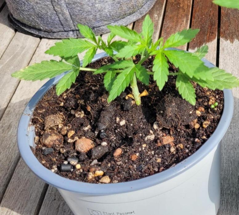 Hachibi visits Midorihagakure. Week 5