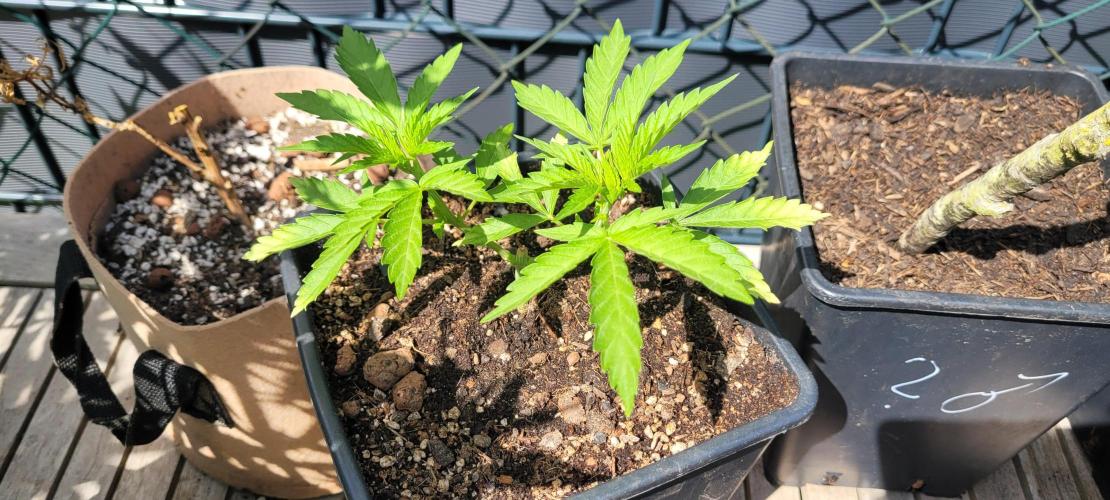 Rhea - Demon In Your Dreams. Week 6