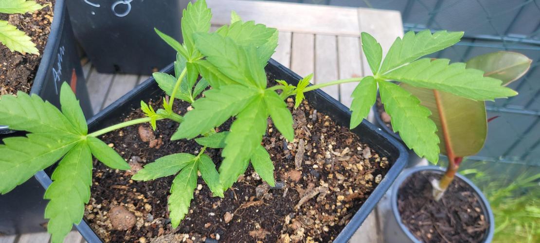 Rhea - Demon In Your Dreams. Week 6