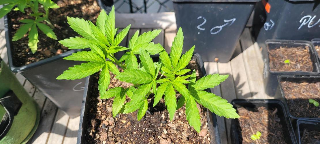 Hachibi visits Midorihagakure. Week 6