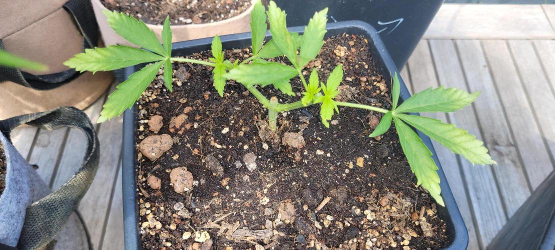 Hachibi visits Midorihagakure. Week 6