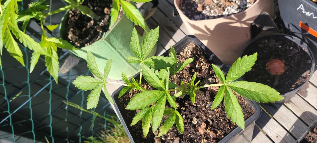 Rhea - Demon In Your Dreams. Week 7