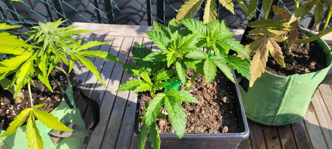 Rhea - Demon In Your Dreams. Week 7