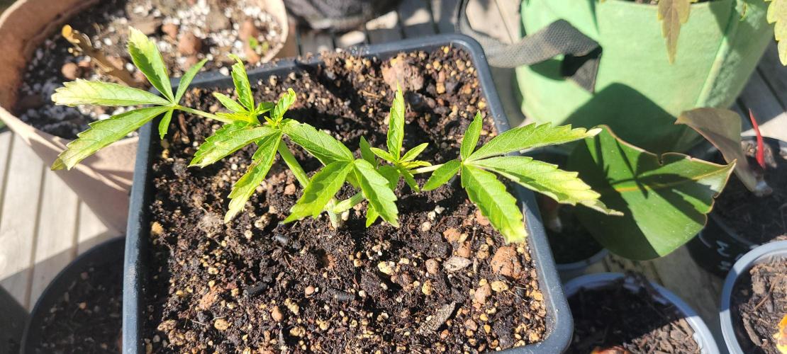 Hachibi visits Midorihagakure. Week 7