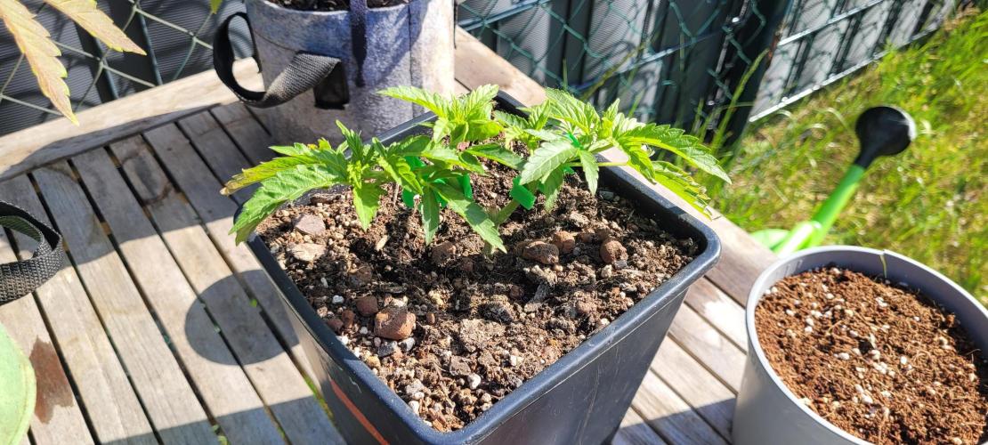 Hachibi visits Midorihagakure. Week 7