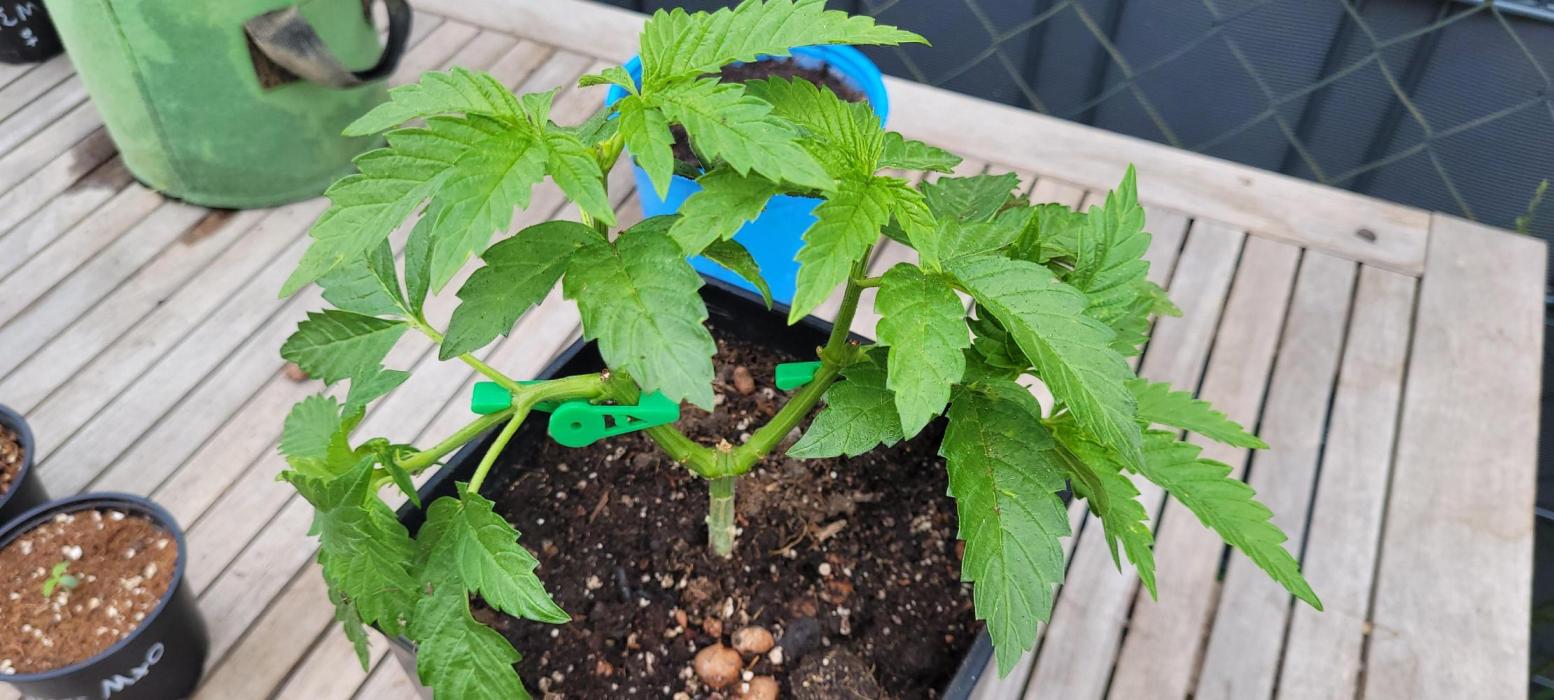 Rhea - Demon In Your Dreams. Week 8