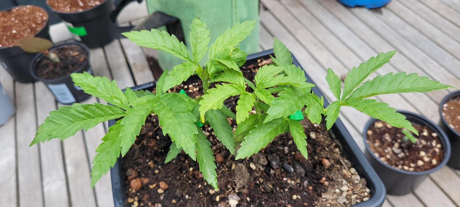 Hachibi visits Midorihagakure. Week 8