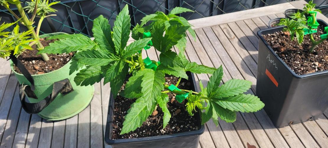 Rhea - Demon In Your Dreams. Week 9