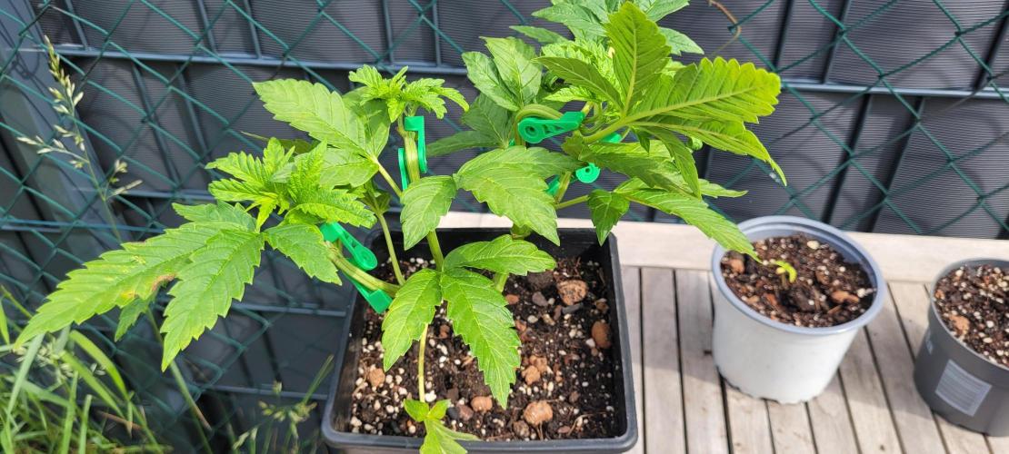 Rhea - Demon In Your Dreams. Week 9