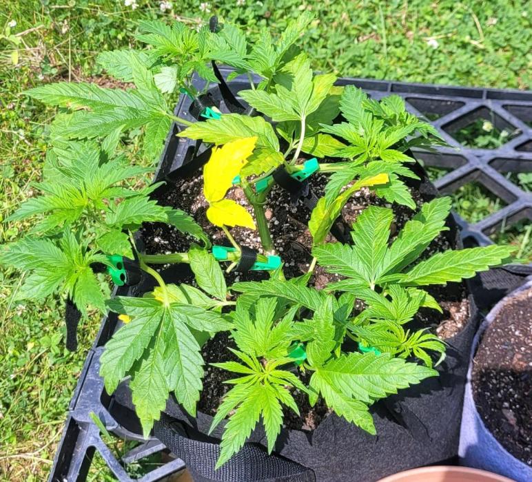 Rhea - Demon In Your Dreams. Week 10