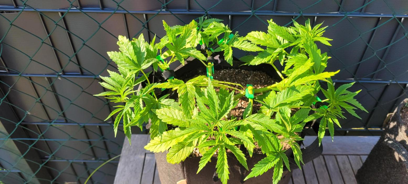 Rhea - Demon In Your Dreams. Week 11