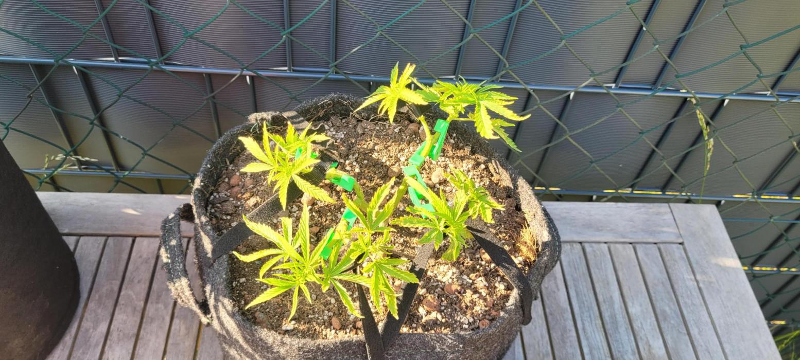 Hachibi visits Midorihagakure. Week 11