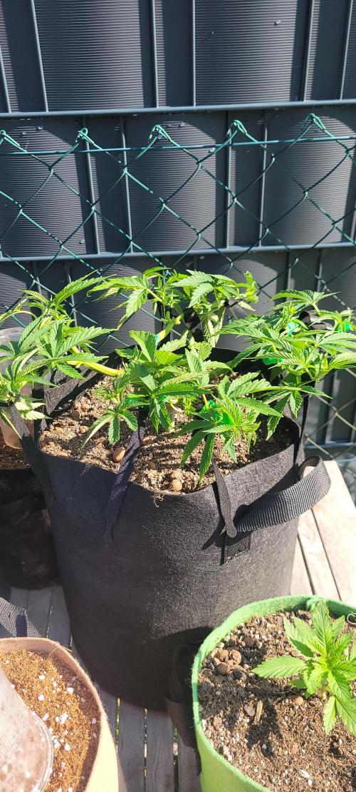 Rhea - Demon In Your Dreams. Week 12