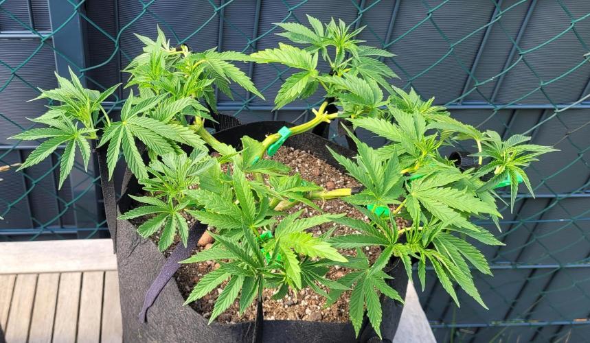 Rhea - Demon In Your Dreams. Week 12