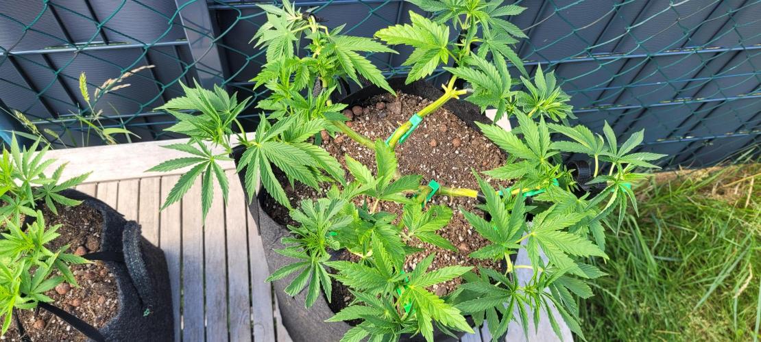 Rhea - Demon In Your Dreams. Week 12