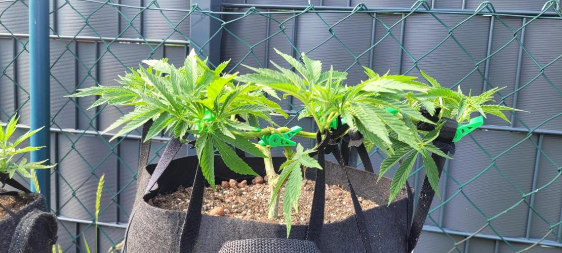 Rhea - Demon In Your Dreams. Week 12