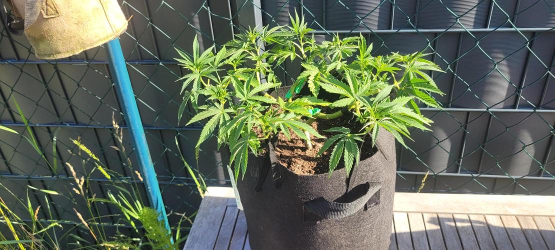 Rhea - Demon In Your Dreams. Week 12