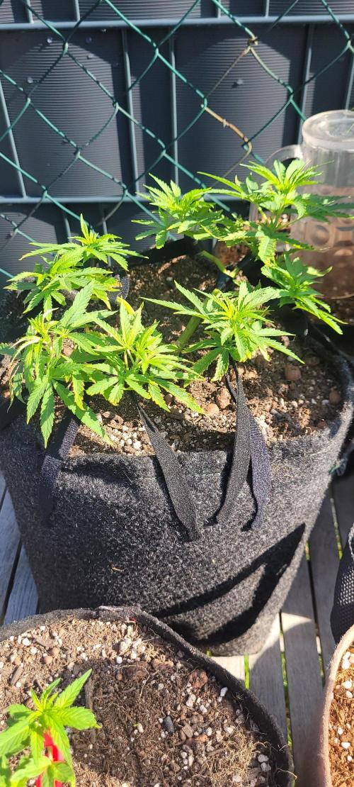 Hachibi visits Midorihagakure. Week 12