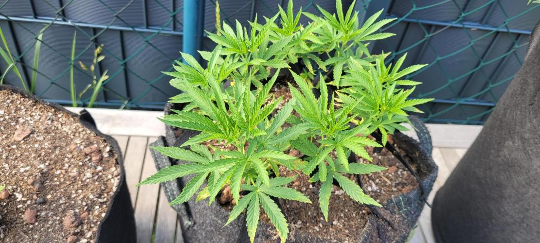 Hachibi visits Midorihagakure. Week 12