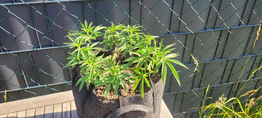 Hachibi visits Midorihagakure. Week 12