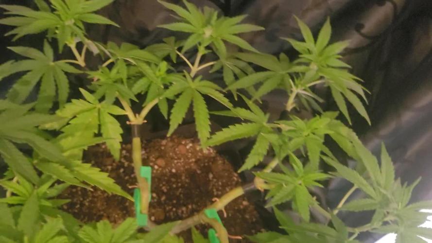 Rhea - Demon In Your Dreams