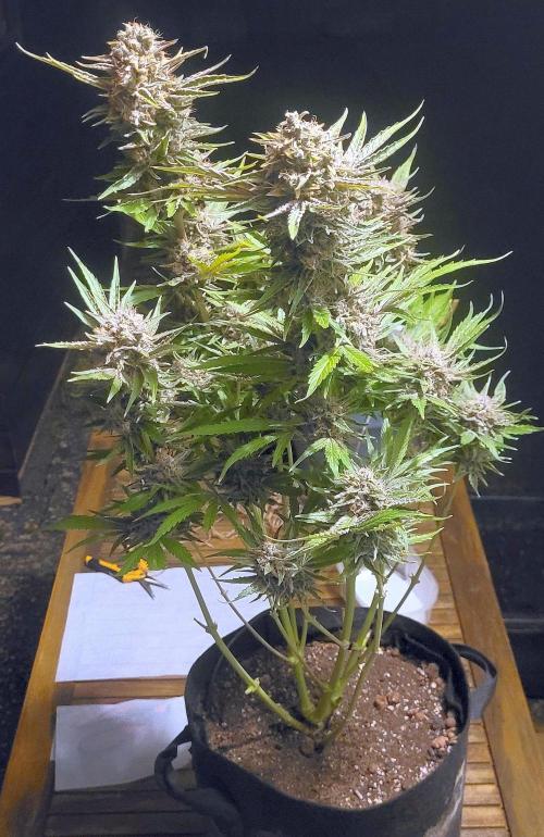 Smells like Terpvana. Week 18