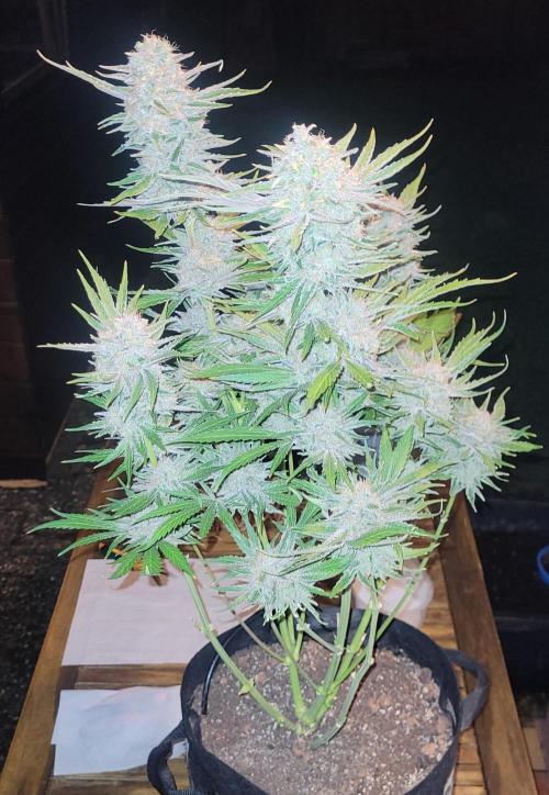 Smells like Terpvana. Week 18