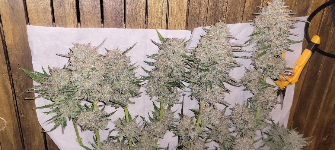 Smells like Terpvana. Week 18 - Wet