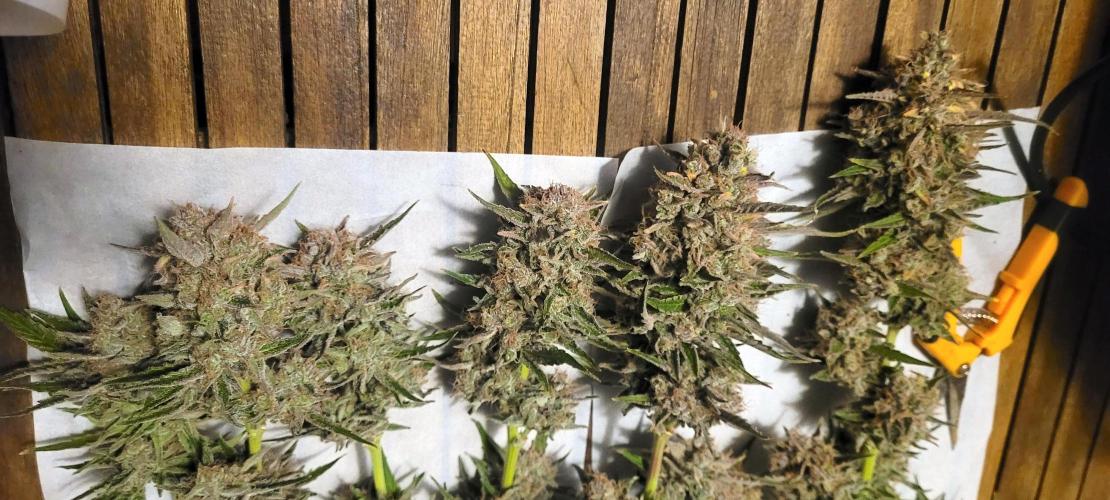 Smells like Terpvana. Week 18 - Wet