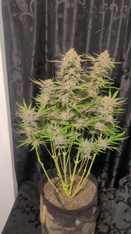 Smells like Terpvana