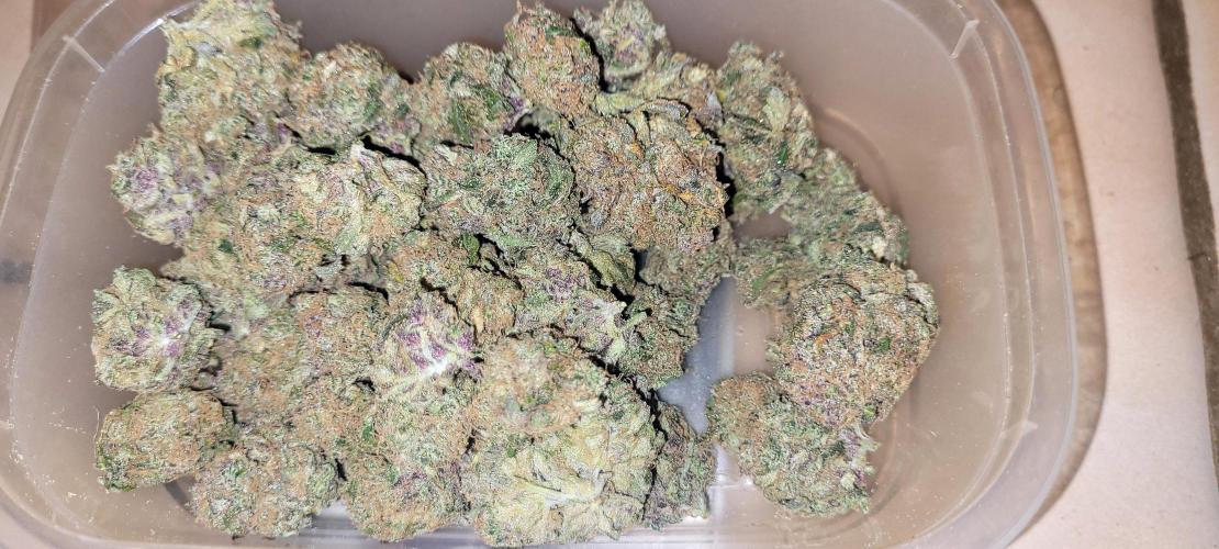 Smells like Terpvana. Week 18 - Dry