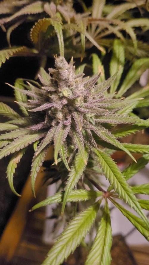 Attack on Trichomes