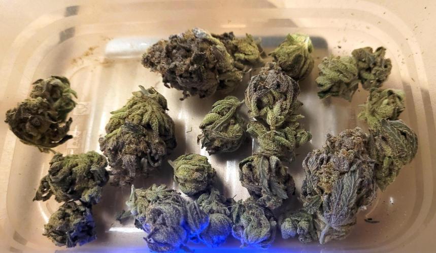 Attack on Trichomes. Week 18 - dry