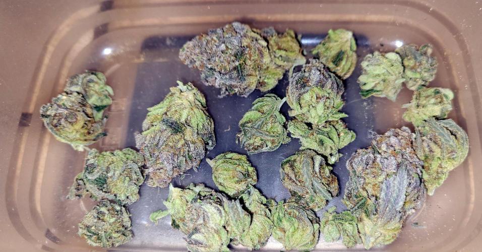 Attack on Trichomes. Week 18 - dry