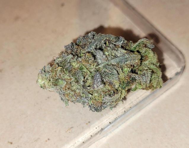 Attack on Trichomes. Week 18 - dry