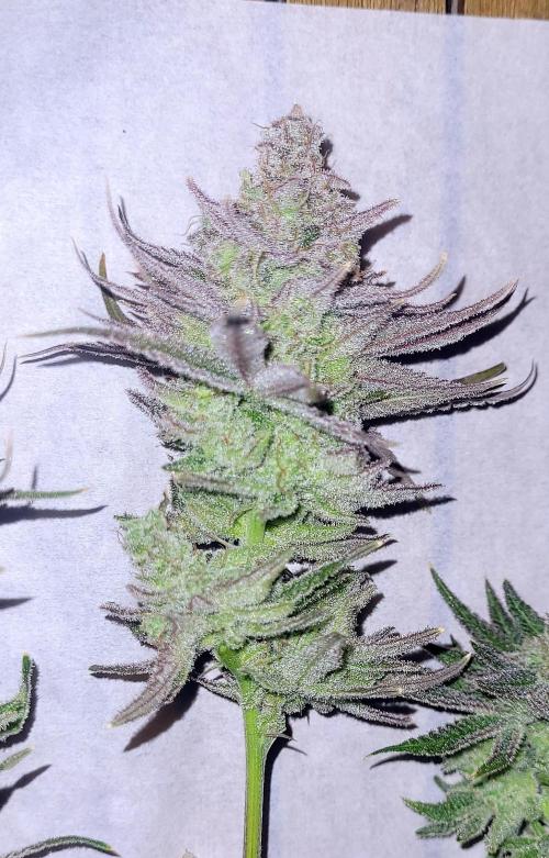 Attack on Trichomes. Week 18 - Wet