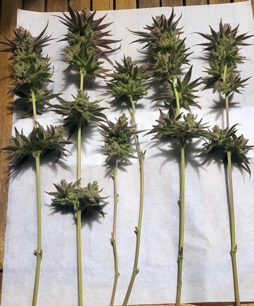 Attack on Trichomes. Week 18 - Wet