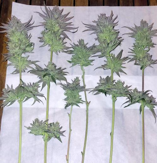 Attack on Trichomes. Week 18 - Wet